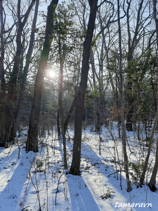 Зимний лес