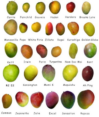Different Types of Mangoes
