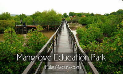 Wisata hutan mangrove bangkalan