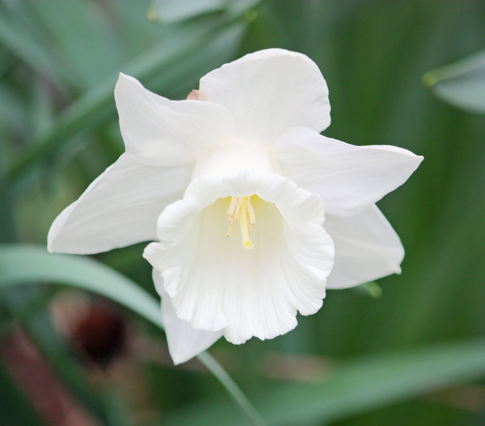A Super White Daffodil