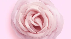 Dior Rose