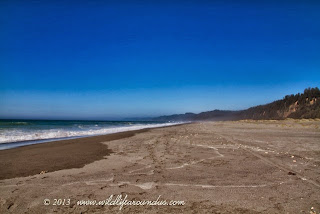 Gold Bluffs Beach, Redwood National Park