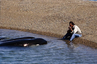 Roberto Bubas orcas researcher in Peninsula Valdes