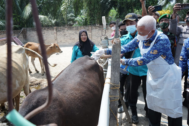 Bupati Asahan Tinjau Langsung Penyuntikan Vaksin PMK.