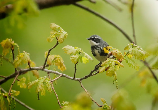 Yellow-rumped warbler.