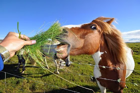 Funny animals of the week - 14 February 2014 (40 pics), horse get some grass from human