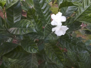 Crepe jasmine