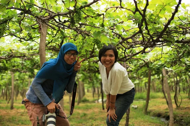 kebun anggur di bali