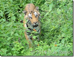 SueReno_Bannerghatta 13