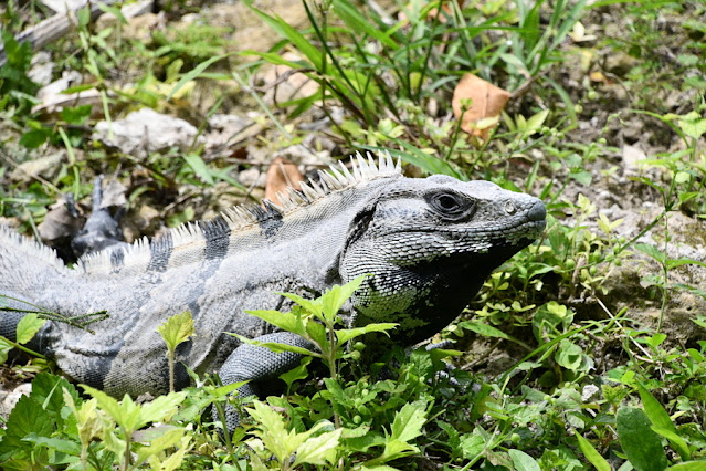 Belize