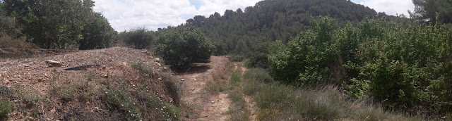 PR-C8 Santes Creus - Les Pobles - Castell de l'Albà- l'Albà - Santes Creus, camí passat el gual del torrent de Rubío a les Planes de Cal Magre