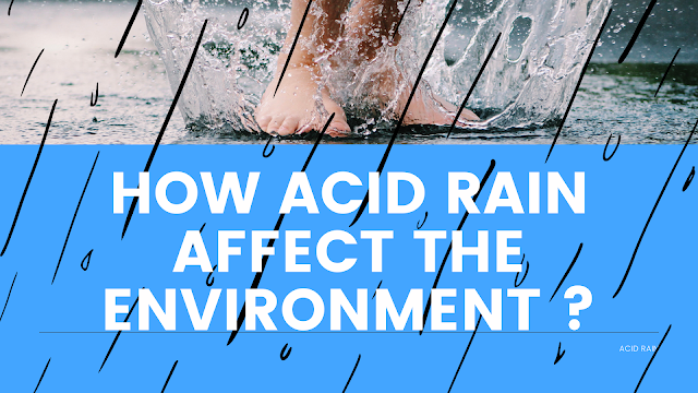 How Acid Rain affect our environment? (Answer)