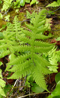 Thélyptère fougère-du-hêtre - Phegopteris connectilis