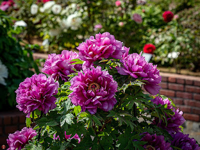 Peony flowers: Ofuna Flower Center (Kamakura)