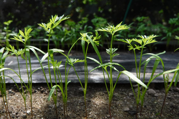 野菜 自給率90 家庭菜園 栽培記録 人参の芽が消えて行くのは 畑の様子