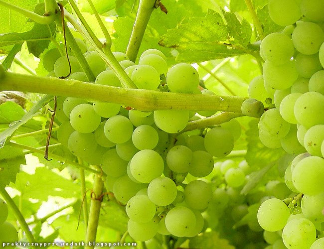 plantacje winogron winorośl pnącza
