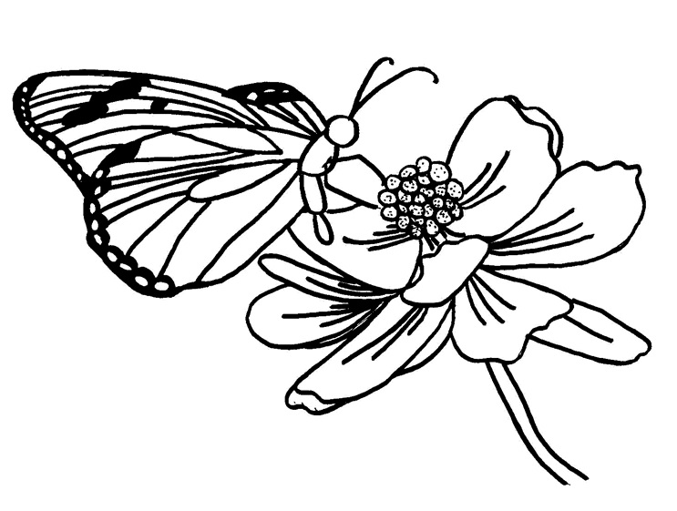  Gambar Mewarnai Kupu kupu  dan bunga Terbaru gambarcoloring