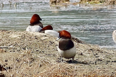 "Common Pochard -  winter visitor"