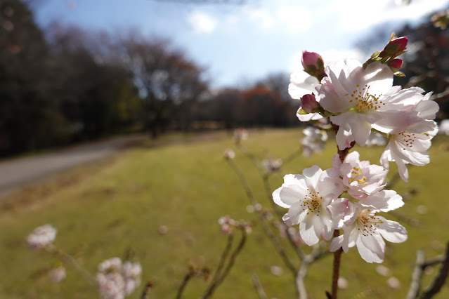 鳥取県西伯郡南部町鶴田 とっとり花回廊 桜の広場 ジュウガツザクラ（十月桜）