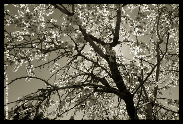  Almendros Quinta de los Molinos