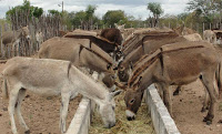 Em Santa Quitéria, 400 animais podem ser abatidos caso não sejam resgatados