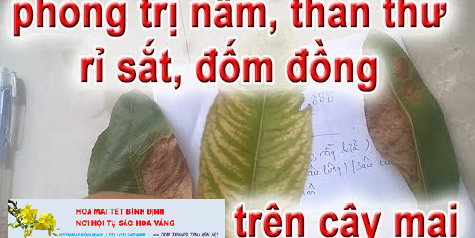 Tổng hợp các loại thuốc trị nấm cho cây mai vàng