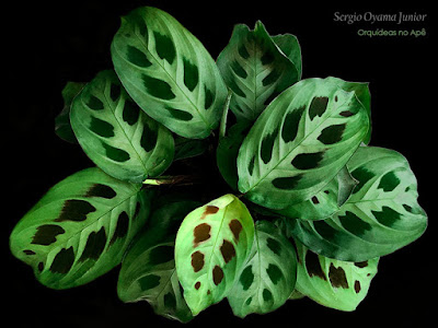 Maranta leuconeura var. kerchoveana