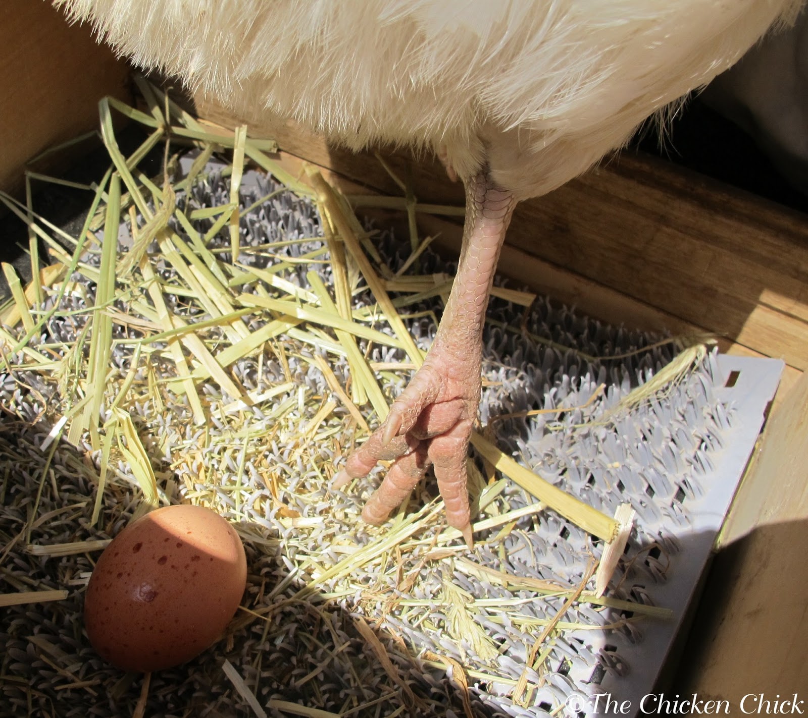 Sand dries up droppings quickly and keeps chickens' feet cleaner than 