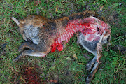 KENT BIG CAT RESEARCH: December 2011