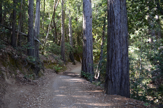 tall, second growth redwoods