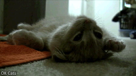 Funny Kitten GIF • Coma nap!  Kitty is deeply sleeping and does not want to wake up. Zzzz... Zzzz...  [ok-cats.com]
