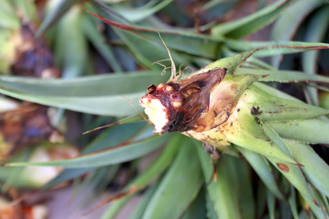 Root buds on Agave bulbil