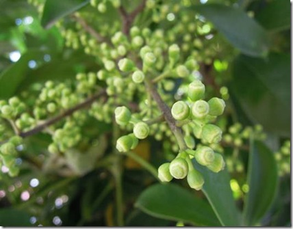 clip_image003[1]