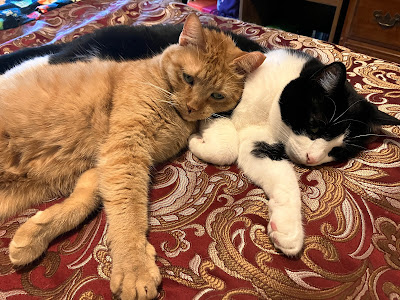 two cats napping with front paws extended