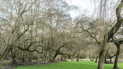 Willow trees at Dane Edge
