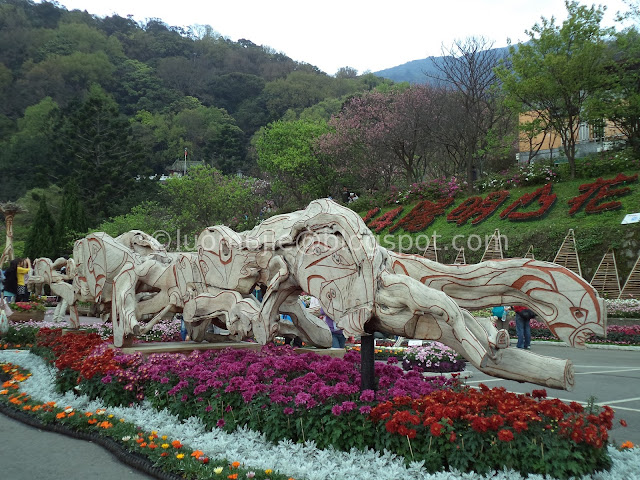 Yangmingshan cherry blossom