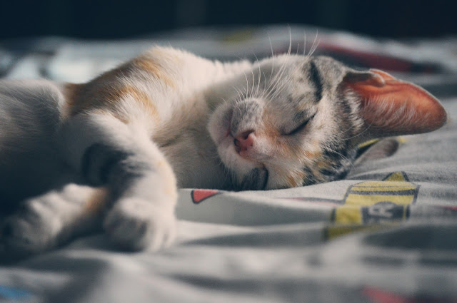  free wallpaper Cute-Sleepy-Cat