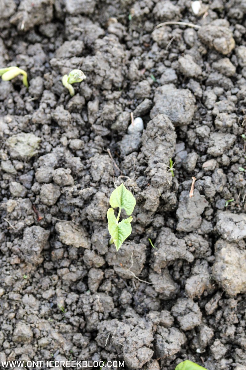 Planting green beans in the garden | On The Creek Blog