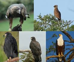 Eagle || عقاب || عقاب کی مکمل ڈاکومنٹری ||  eagle Ducomentry 2023 