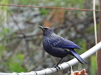 Blue Whistling Thrush on Yuelu Mountain