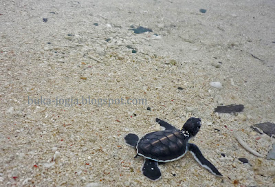 Pulau Derawan, Pulau Kalimantan, Penangkaran Penyu