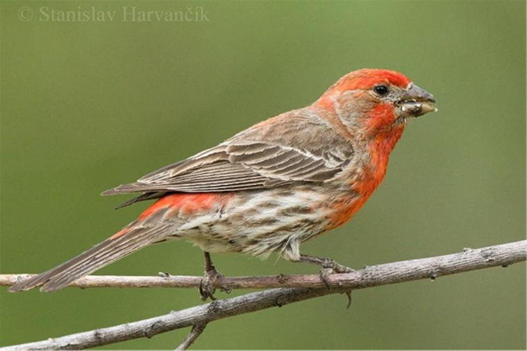 Pinzón doméstico (Haemorhous mexicanus).