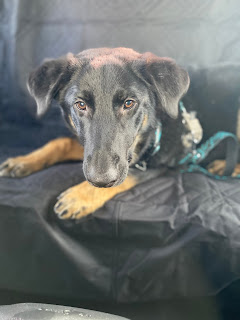 Close of photo of Monty (a 10ish month old German Shepherd mix) sitting in the back seat of a car. Sun is shining though the car windows and making a shine off his mostly black fur. The bottom half of his legs are brown, otherwise he is mostly black.
