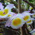 Dendrobium Primulinum Laos