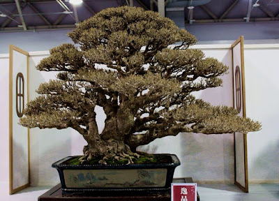 Bonsai Pohon Waru