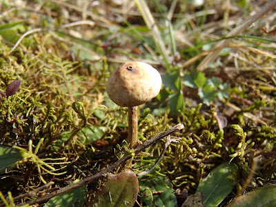 Tulostoma brumale berłóweczka zimowa