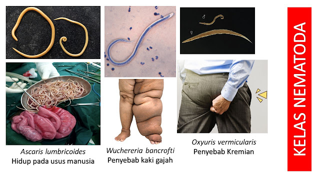 Kelas Nematoda