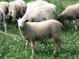 hair x wool lambs