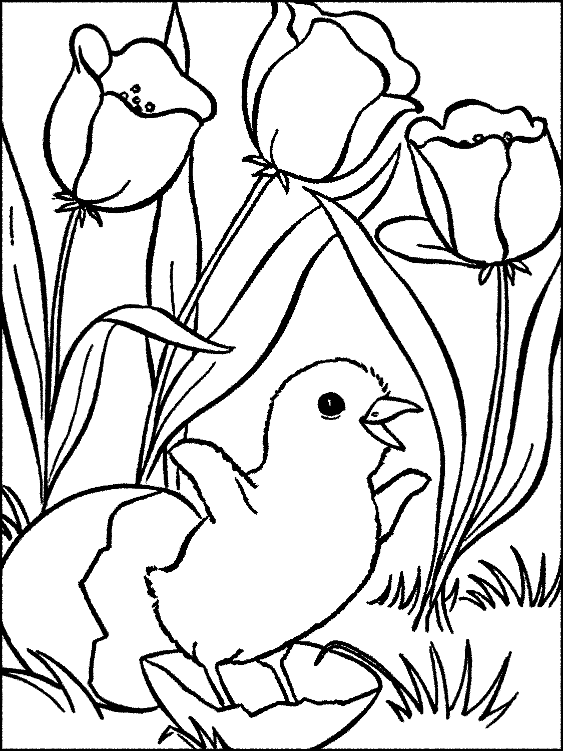 Mewarnai Gambar Bunga  Tulip Cantik dan Anak Ayam Lucu 