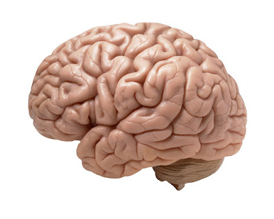 Lipatan otak manusia